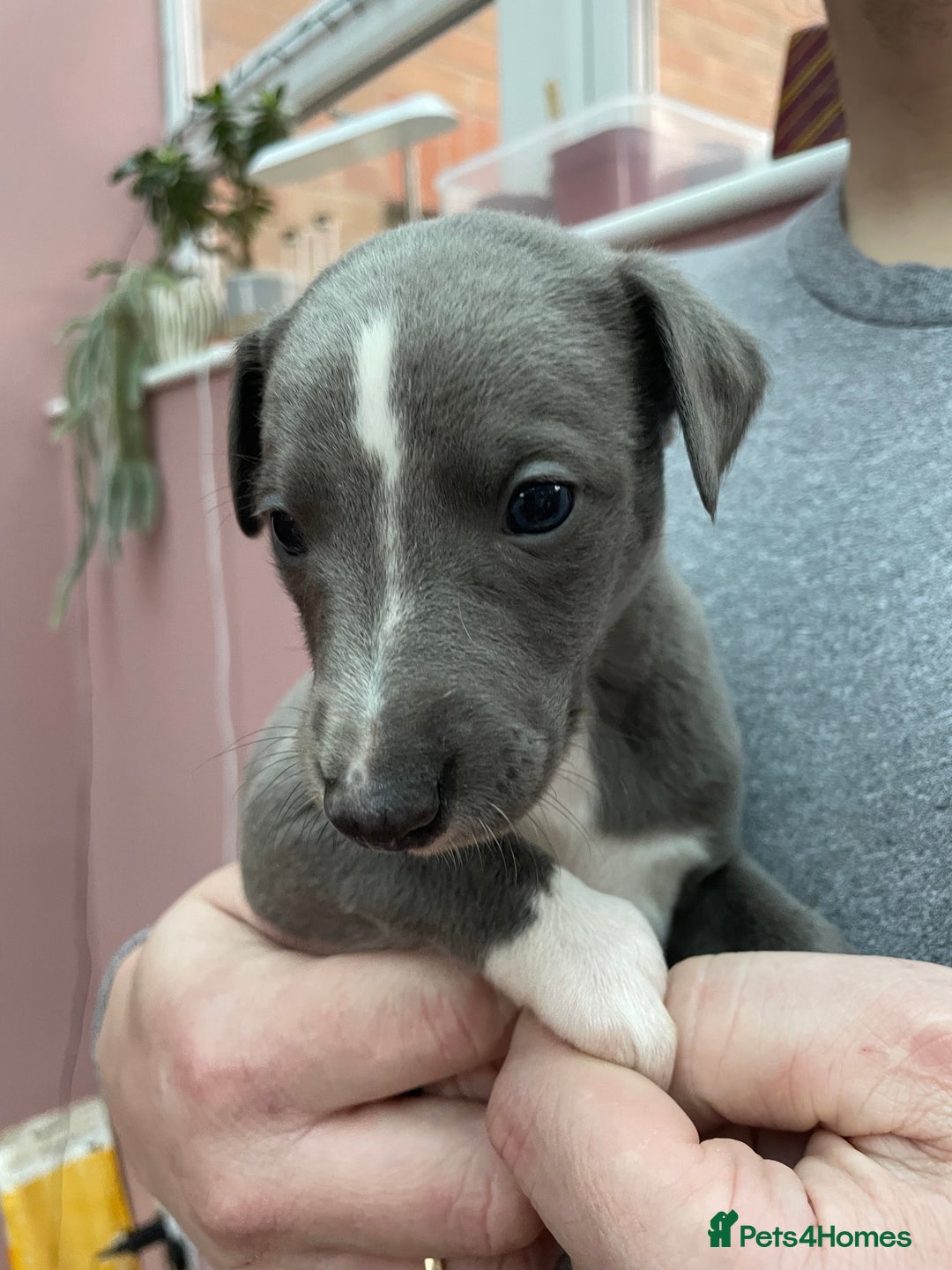 Whippet dogs for sale: 1 Gorgeous KC Reg Whippet Puppy  - Advert 24