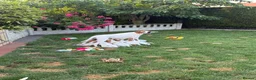 Pointer dogs for sale: Pointer pups | Working & Champion Bloodlines  - Advert 19