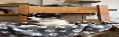 Welsh Corgi Pembroke 5
