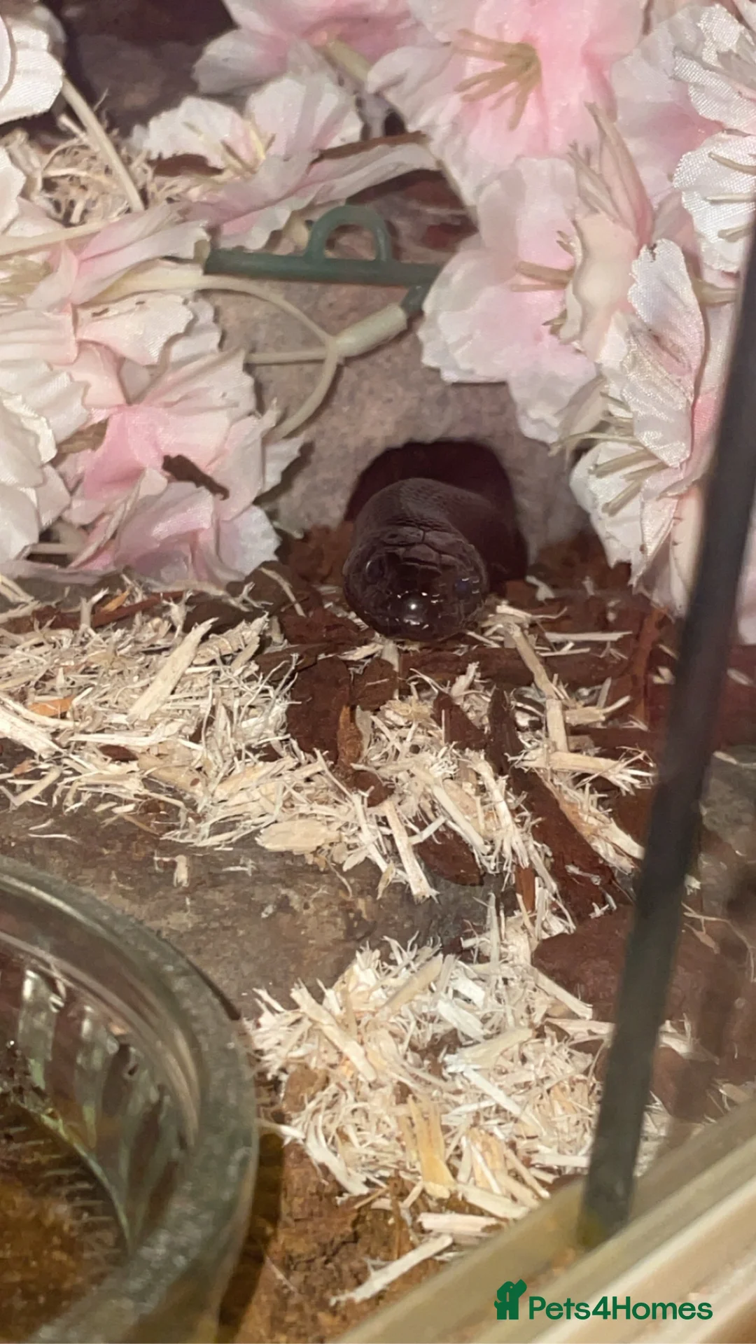 King Snake reptiles for sale: 5 Year old MBK  - Advert 2