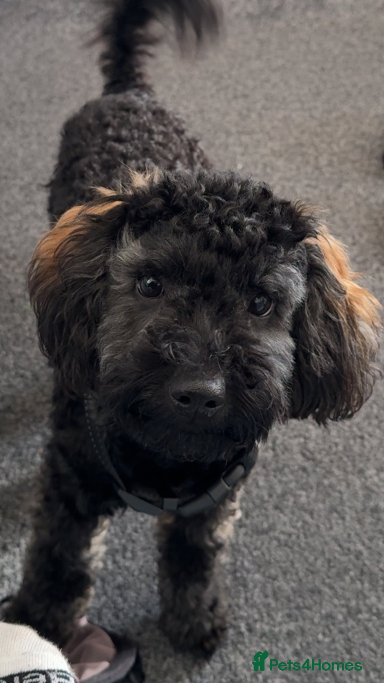 Mixed Breed dogs 1 year old female  - Advert 13