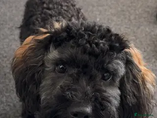 Mixed Breed dogs 1 year old female - Advert 1