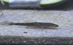 Plecos fish for sale: Green Dragon plecos - Image 5