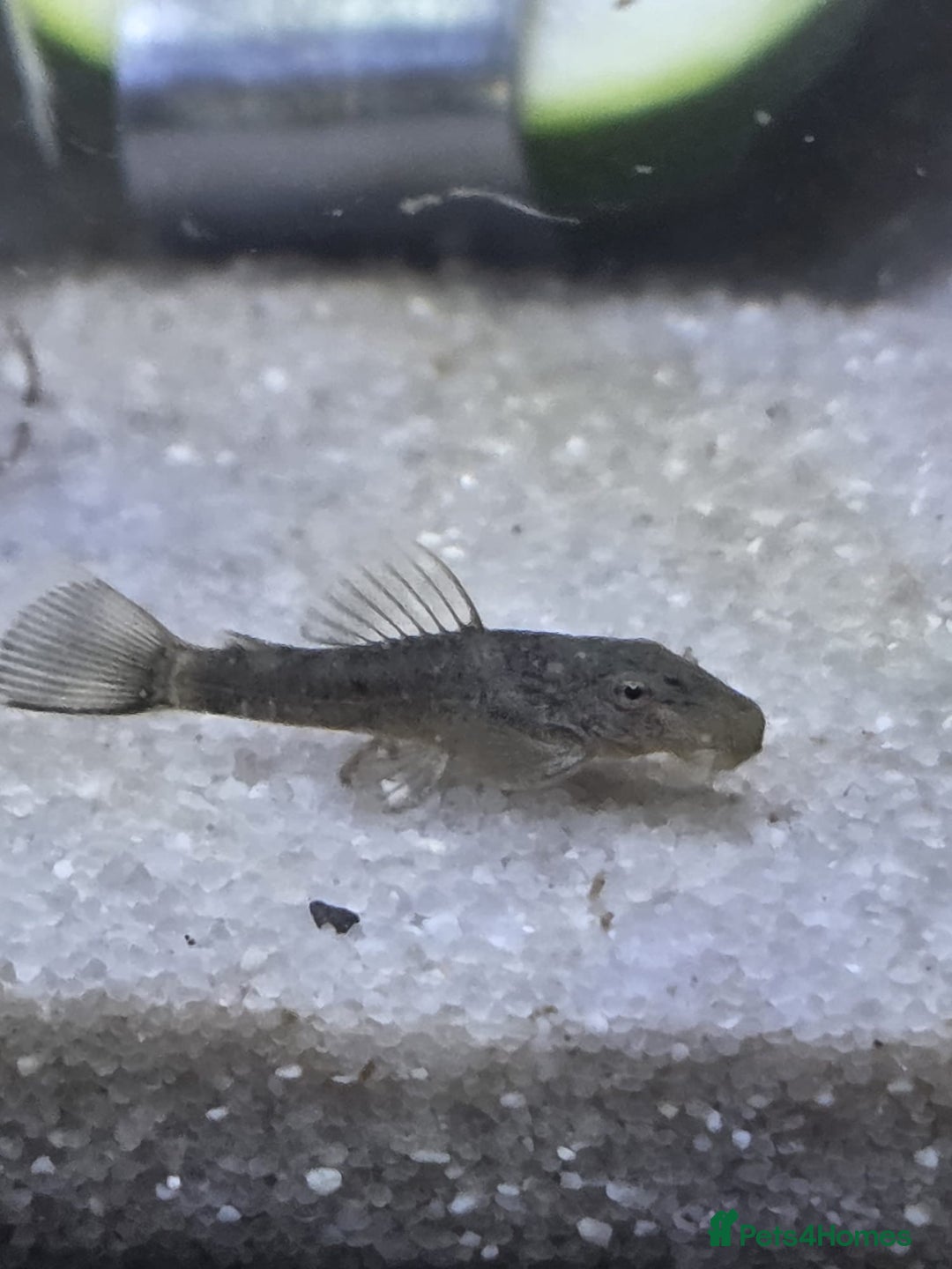 Plecos fish for sale: Green Dragon plecos - Image 5