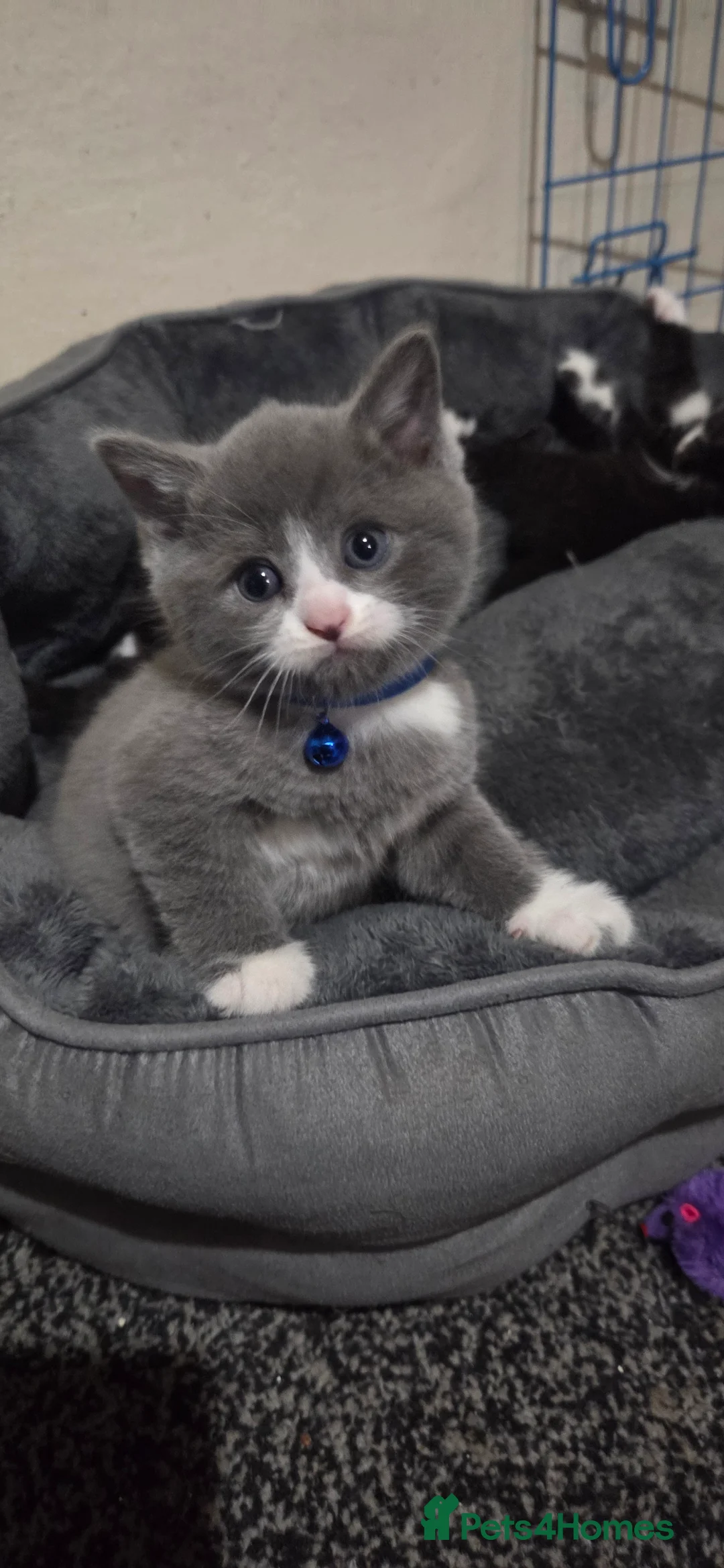 British Shorthair cats for sale: British Short Hair  - Advert 22