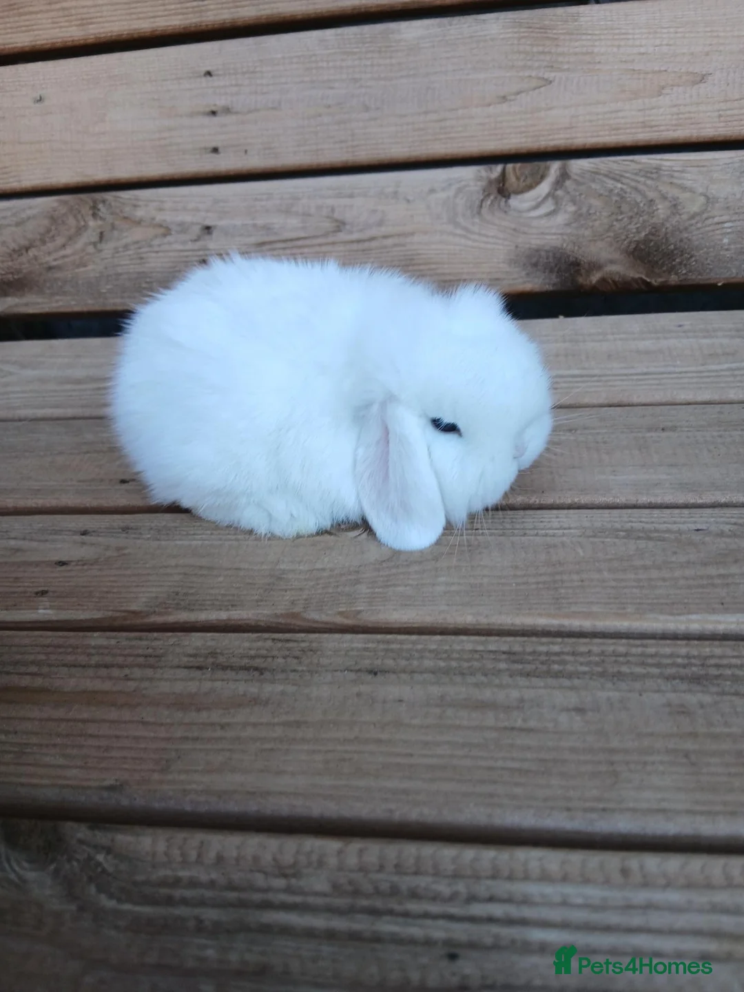 Mini Lop rabbits for sale: Purebred mini lop babies - Advert 23