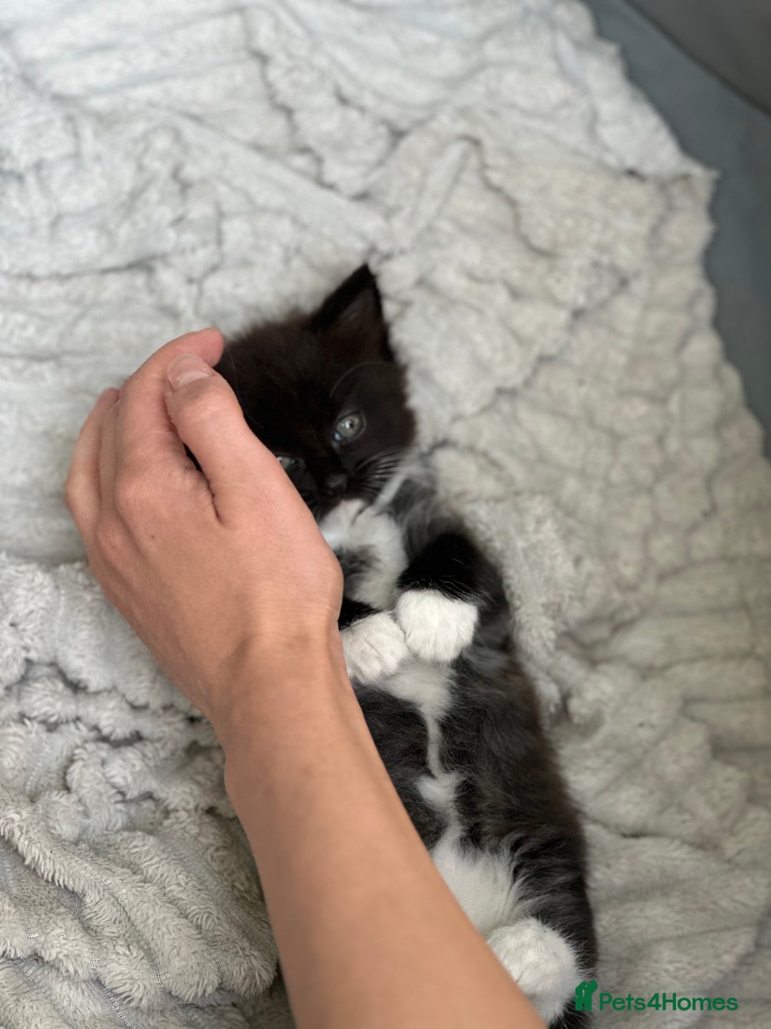 Mixed Breed cats for sale: Lovely kittens  - Image 3