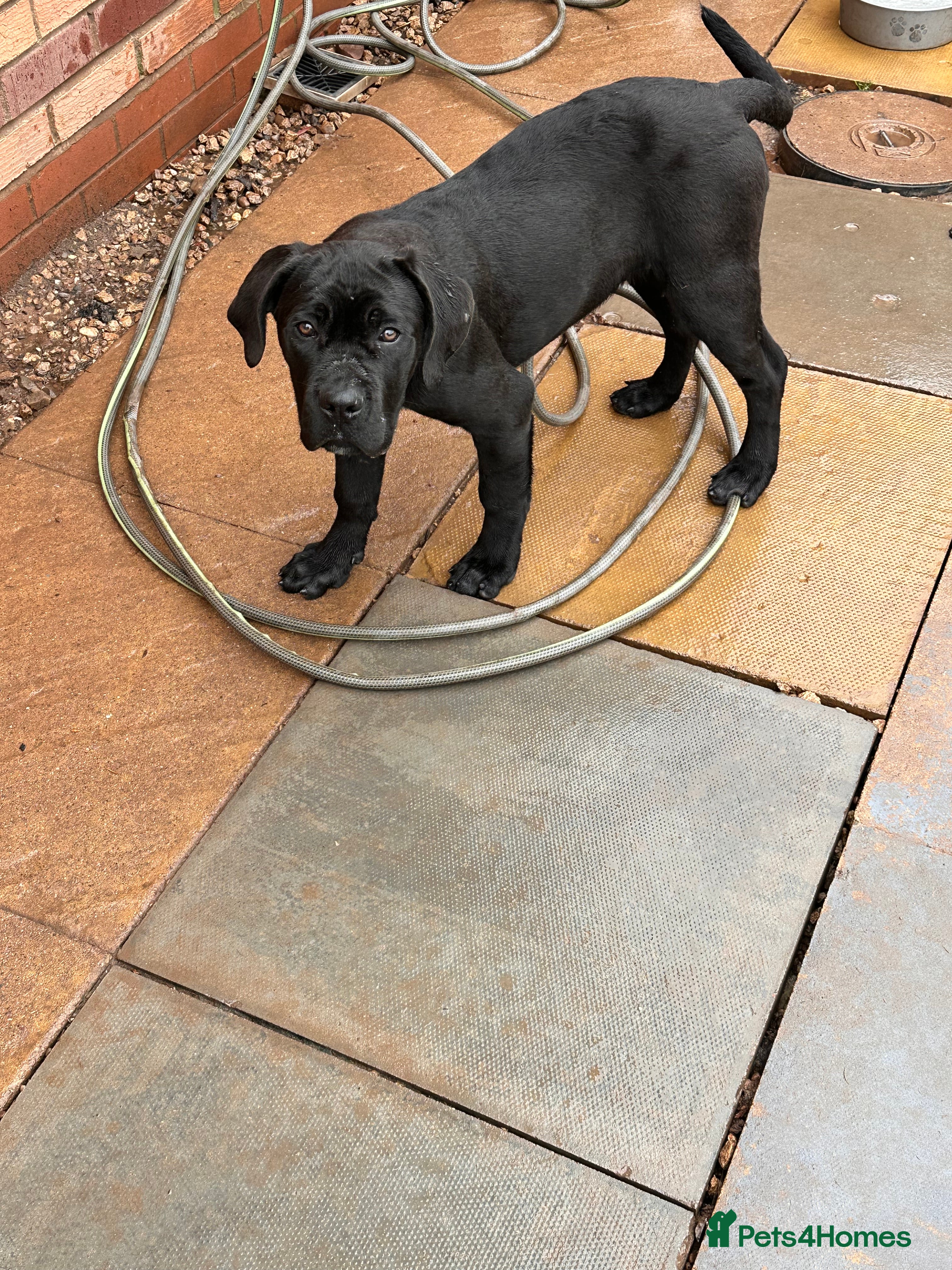 Cane Corso dogs for sale: Cane corso puppies  - Advert 2