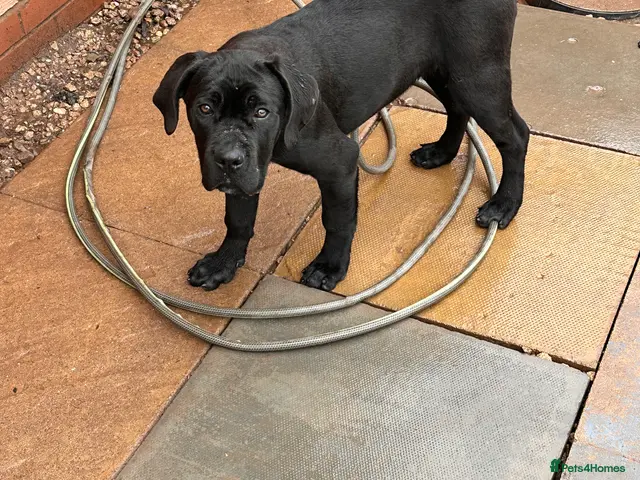 Cane Corso dogs for sale: Cane corso puppies - Advert 2