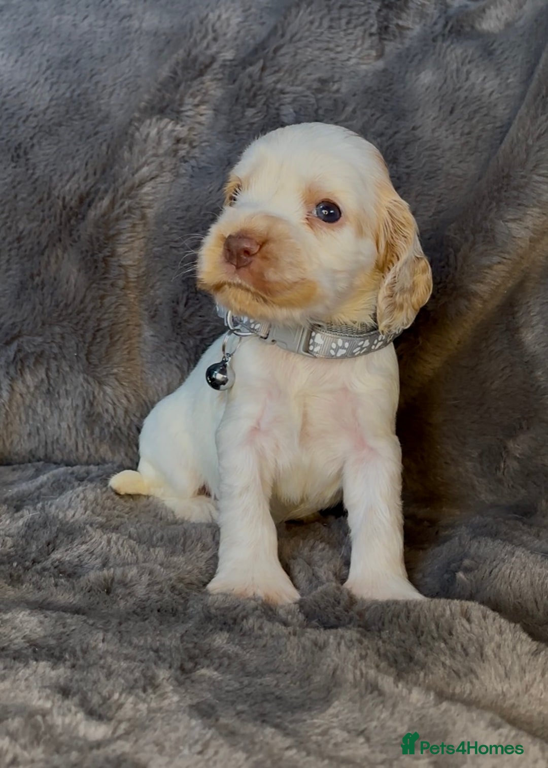 Cocker Spaniel dogs for sale: KC Show Type Cocker Spaniel Pups - Family Home  - Image 19