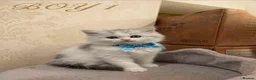 Persian cats for sale: 🐾 Beautiful Persian Kittens 🐾 - Advert 2
