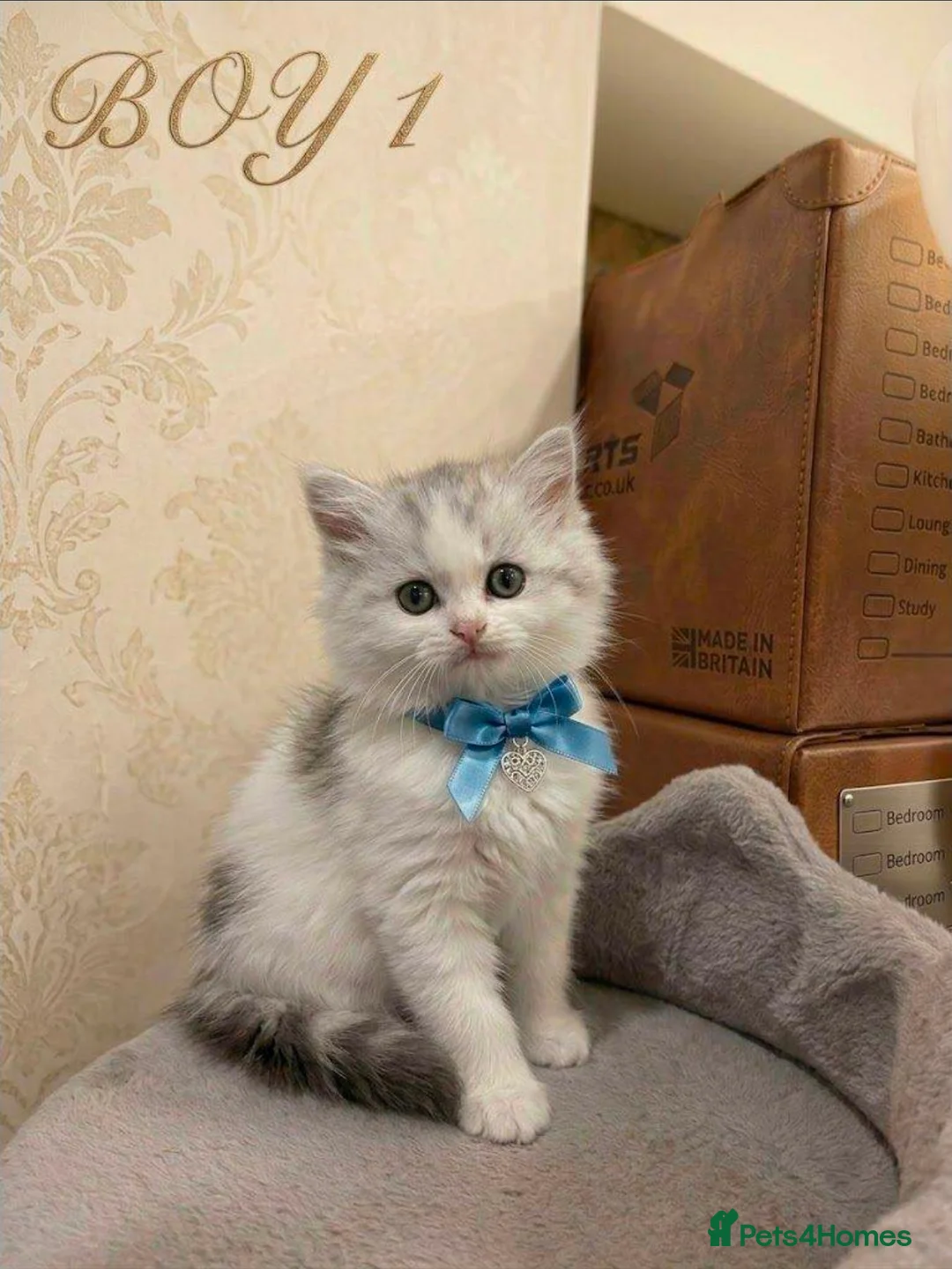 Persian cats for sale: 🐾 Beautiful Persian Kittens 🐾 - Advert 2