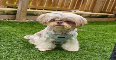 Shih Tzu dogs in Motherwell - Advert 4