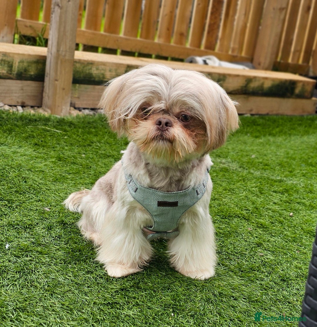 Shih Tzu dogs for stud: Stunning Lavender Dobie Shih Tzu in Motherwell - Image 2