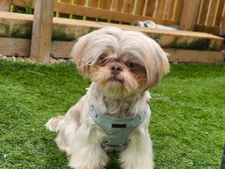 Shih Tzu dogs in Motherwell - Advert 9