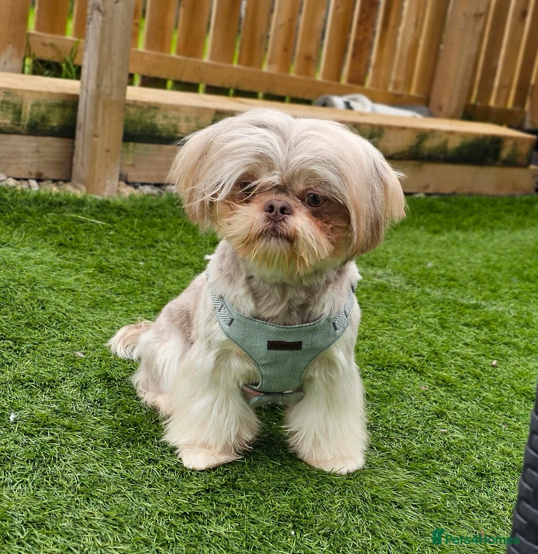 Shih Tzu dogs for stud: Stunning Lavender Dobie Shih Tzu in Motherwell - Advert 1