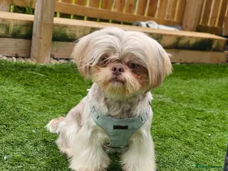 Shih Tzu dogs Stunning Lavender Dobie Shih Tzu in Motherwell - Advert 5