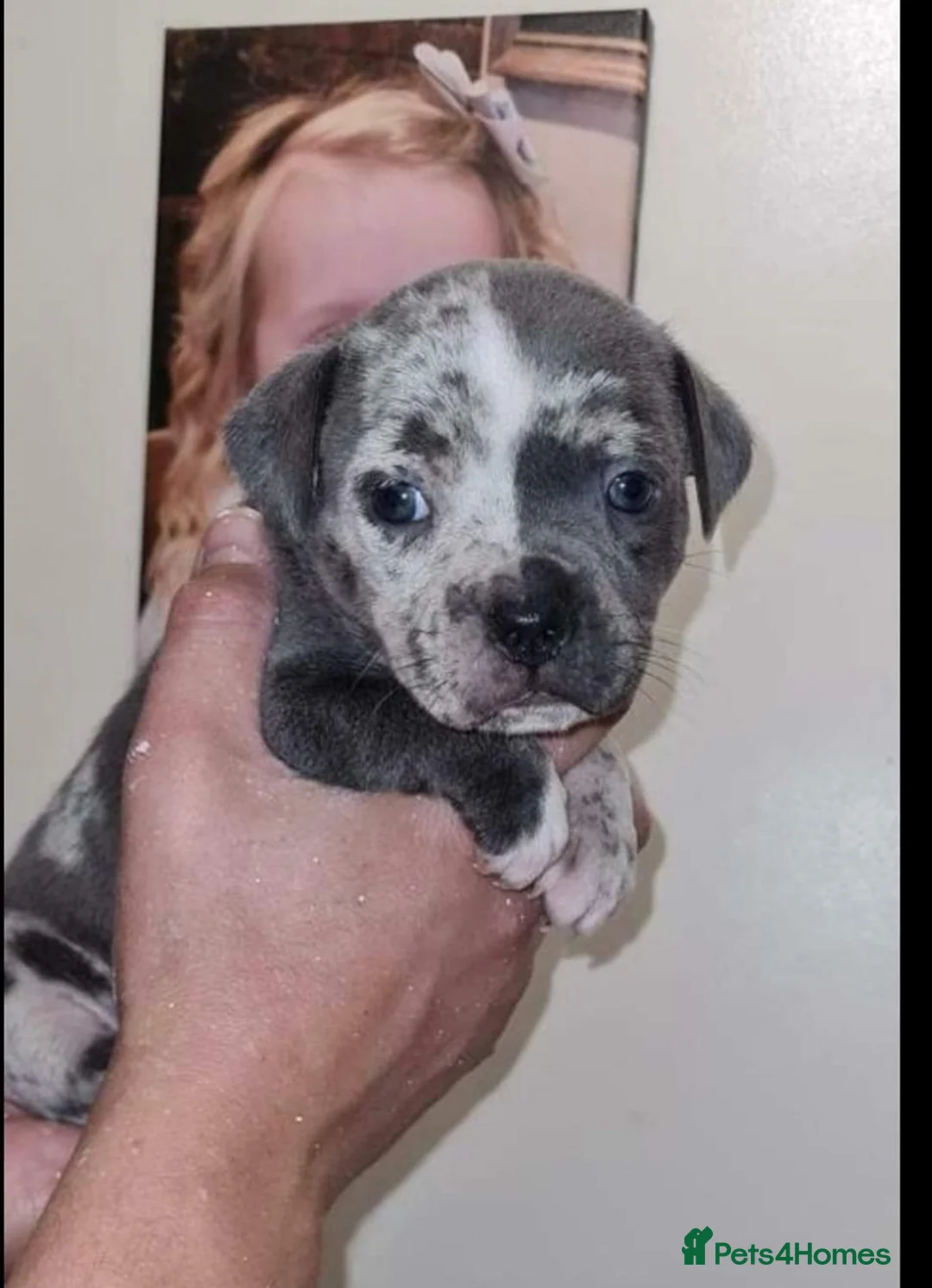 Staffordshire Bull Terrier dogs for stud: UKs Best bloodlines Proven Stud  in Swansea - Advert 15