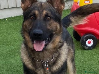 German Shepherd dogs for stud: Working German shepherd for stud in Leicester - Advert 3