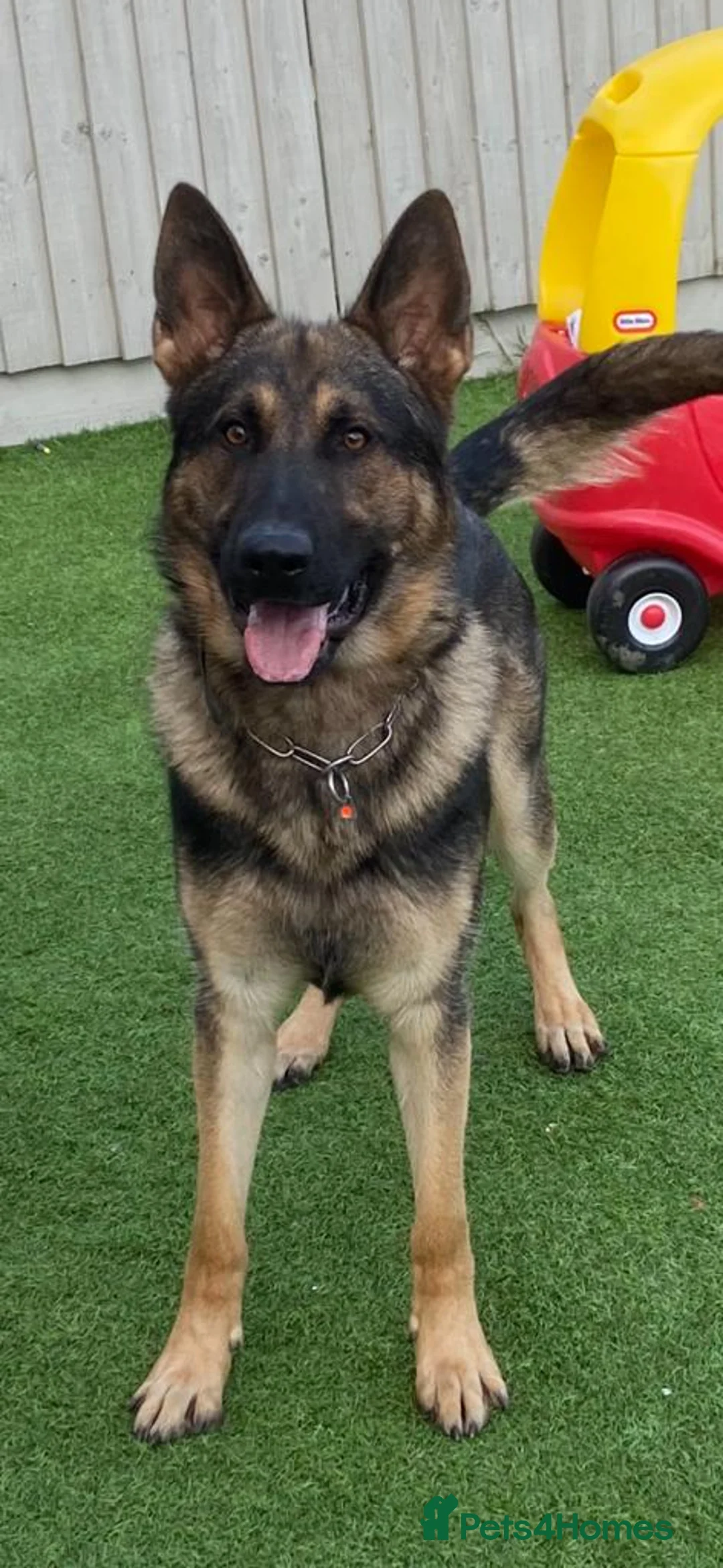 German Shepherd dogs for stud: Working German shepherd for stud  in Leicester - Advert 1