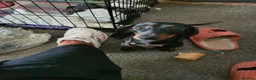 Dachshund dogs for sale: 2 Smooth Haired Dachsunds - Advert 7