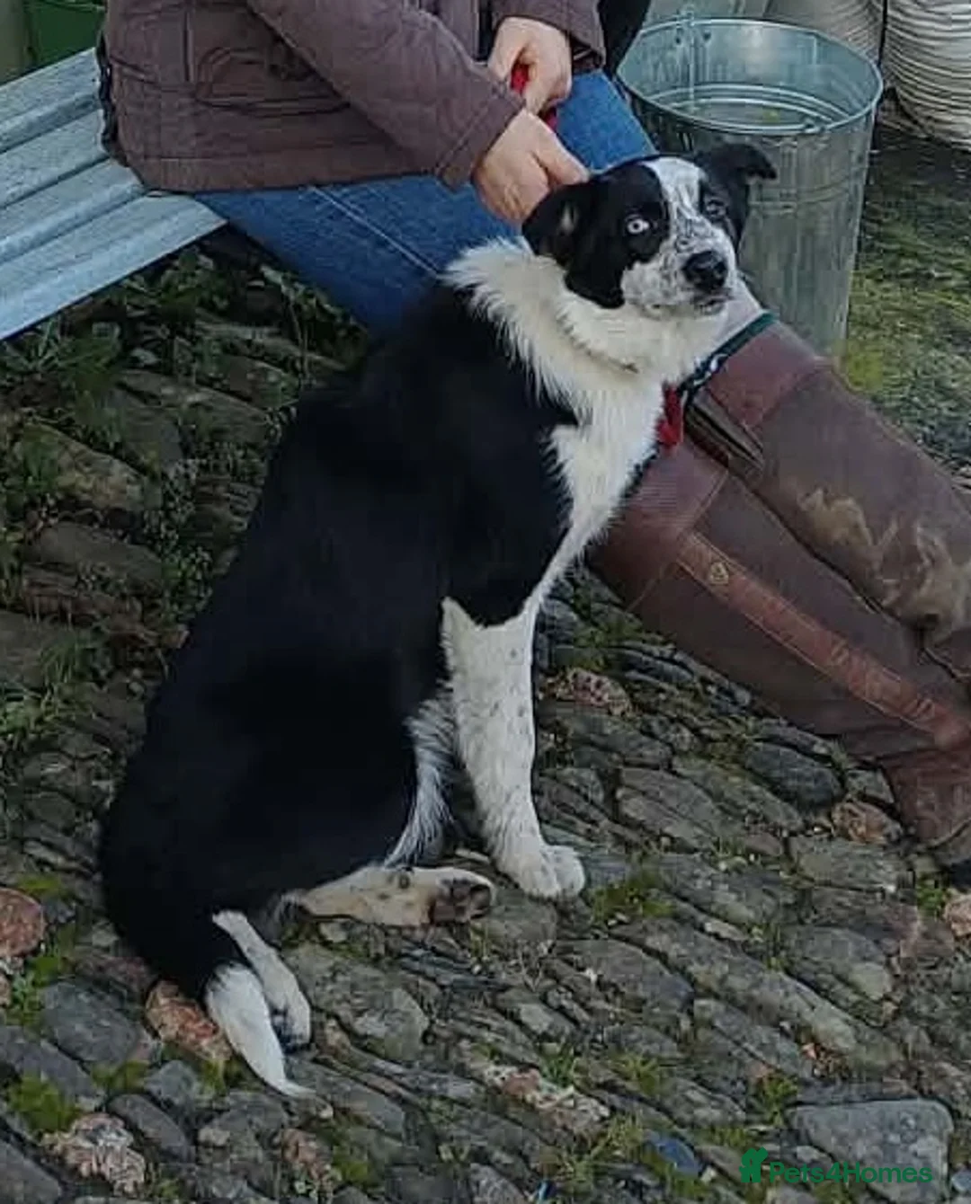 Border Collie dogs for sale: 6 month old border collie  - Advert 1