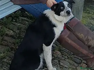 Border Collie dogs 6 month old border collie - Advert 2