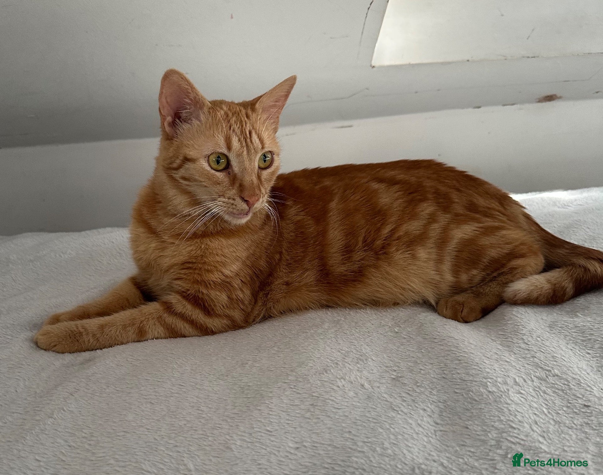 Arabian Mau cats 🐾 Boston – Beautiful 1-Year-Old Arabian Mau  - Advert 2