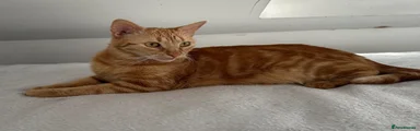 Arabian Mau 1