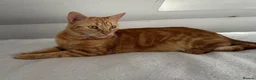 Arabian Mau cats for sale: 🐾 Boston – Beautiful 1-Year-Old Arabian Mau  - Advert 2