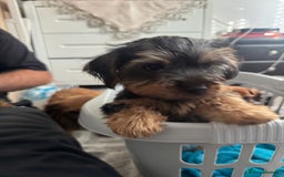 Yorkshire Terrier dogs for sale: Puppies for sale  - Image 10