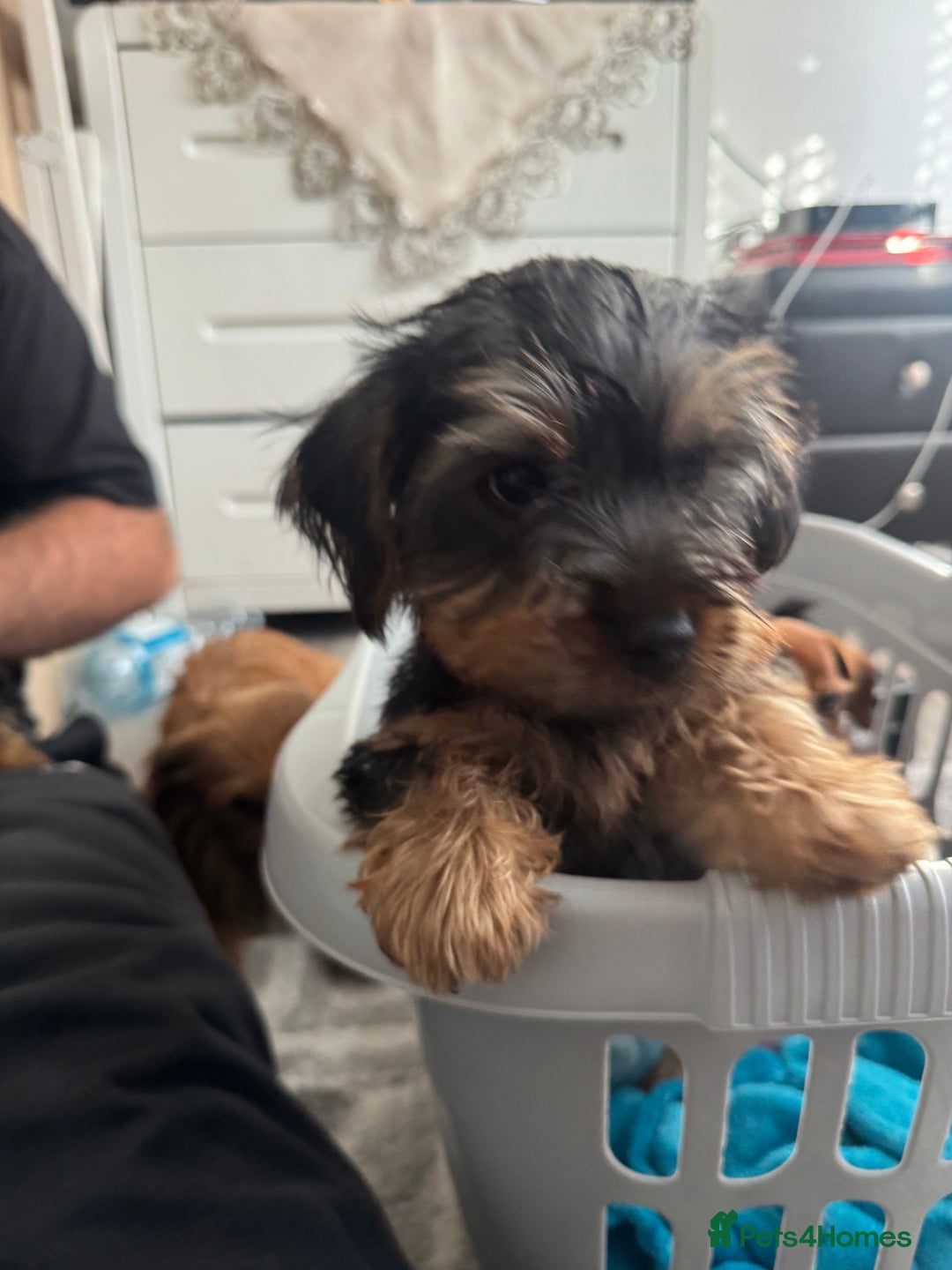 Yorkshire Terrier dogs for sale: Puppies for sale  - Image 10