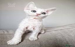 Devon Rex cats for sale: 🤍 Devon Rex Boy 🤍 Ready Soon - Image 3