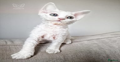 Devon Rex cats - Advert 3