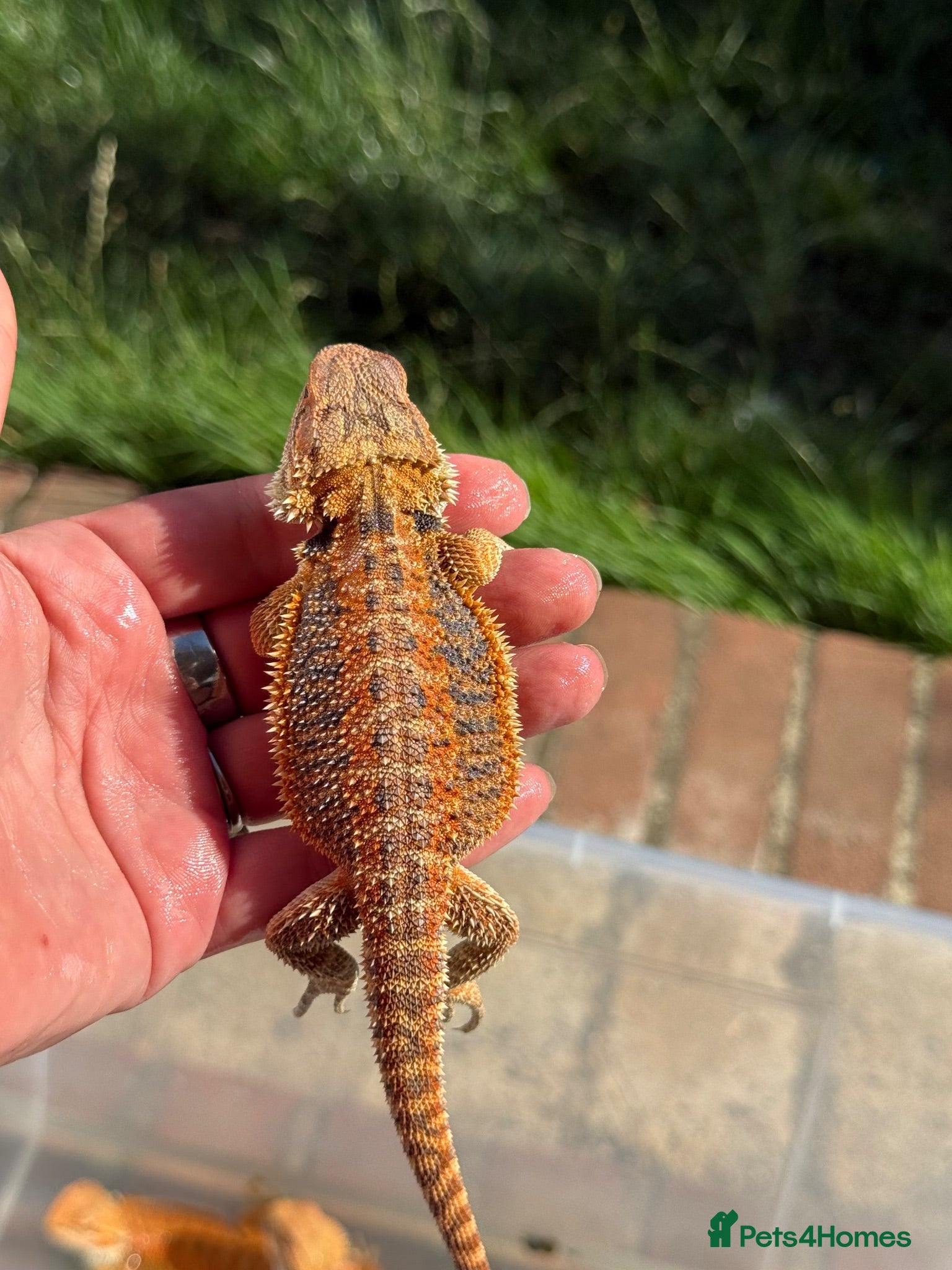 Bearded Dragon reptiles Red bearded dragon babies - ready for collection! - Advert 2