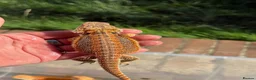 Bearded Dragon reptiles for sale: Red bearded dragon babies - ready for collection! in London - Advert 2