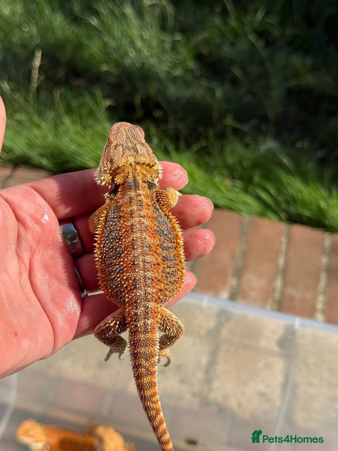Bearded Dragon reptiles for sale: Red bearded dragon babies - ready for collection! in London - Advert 2