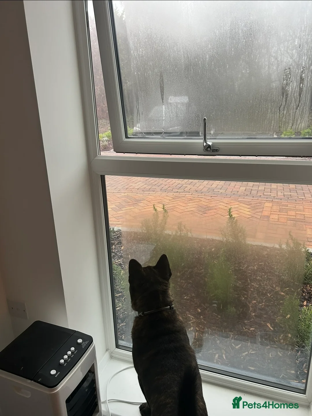 Mixed Breed dogs for sale: 1 year old frow frow please read description!!  - Advert 2