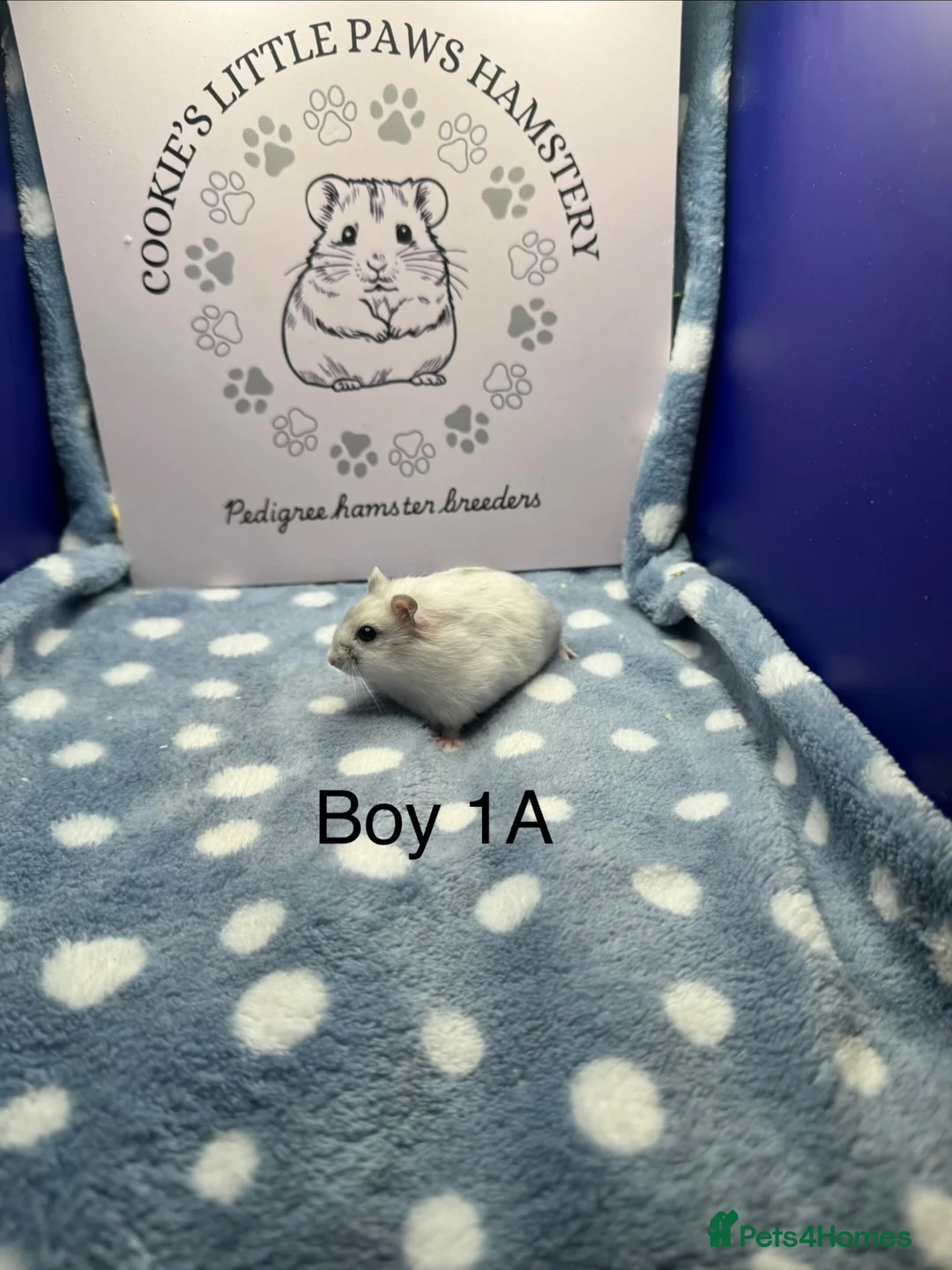 Hamster rodents for sale: Pedigree Winter White - Advert 1