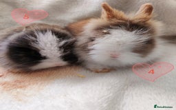 Lionhead rabbits for sale: Double maned lionheads, all with blue eyes. - Image 5