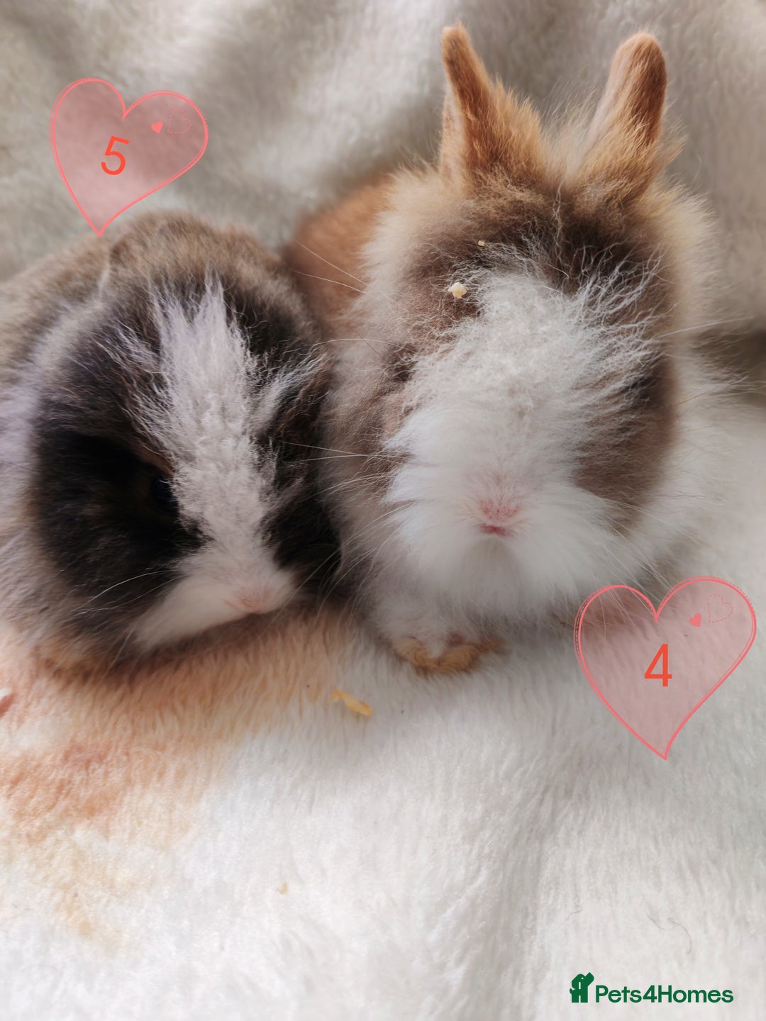 Lionhead rabbits for sale: Double maned lionheads, all with blue eyes. - Image 5