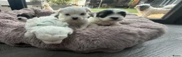 Maltipoo dogs for sale: 🐾✨ ADORABLE MALTIPOO PUPPIES 🐾✨ - Advert 32