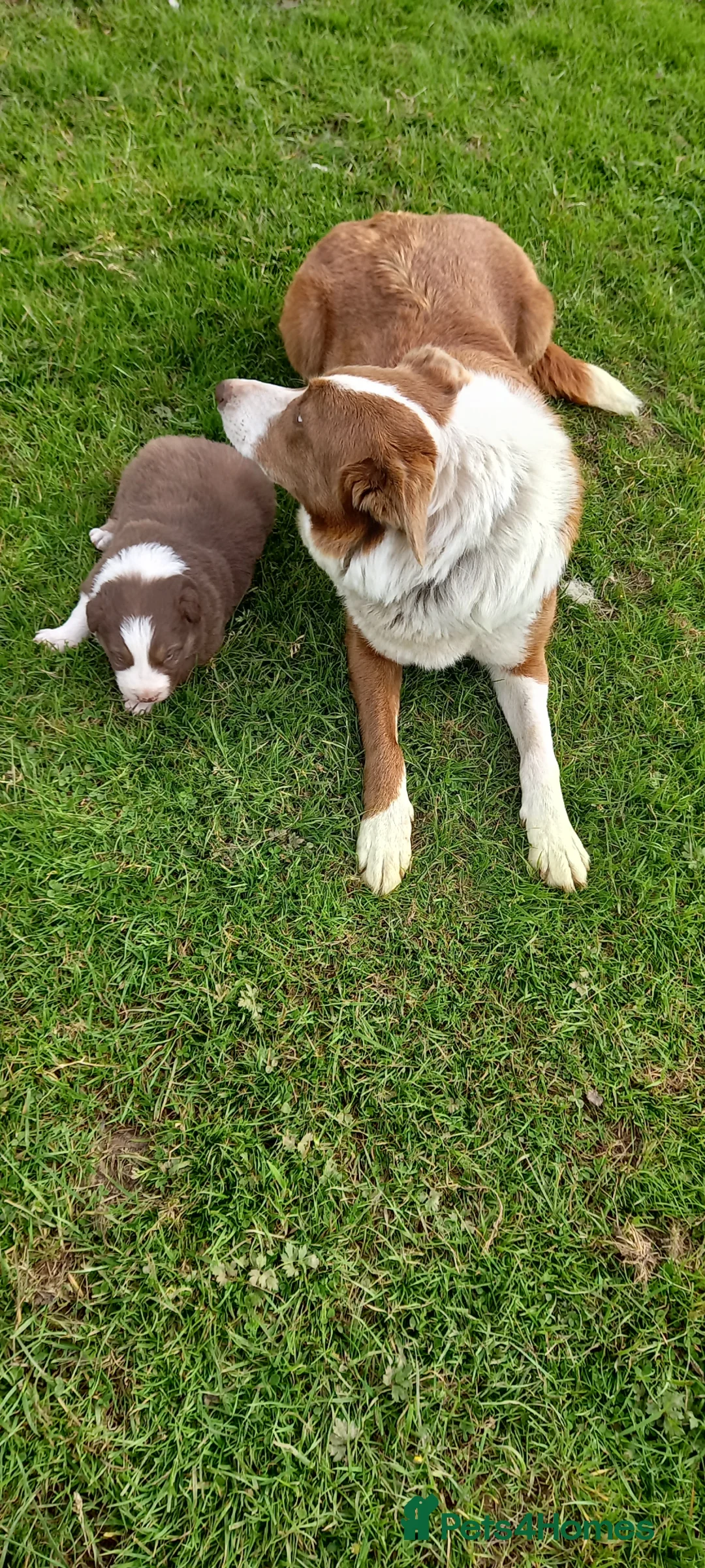 Border Collie dogs for sale: Brown & White Border Collie Pup For Sale  in Caernarfon - Advert 4