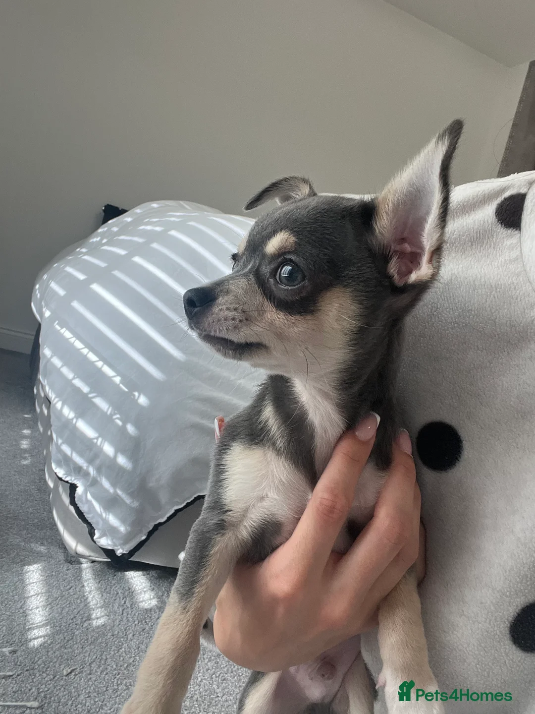 Chihuahua dogs for sale: Stunning blue & tan Chihuahua boy - Advert 4