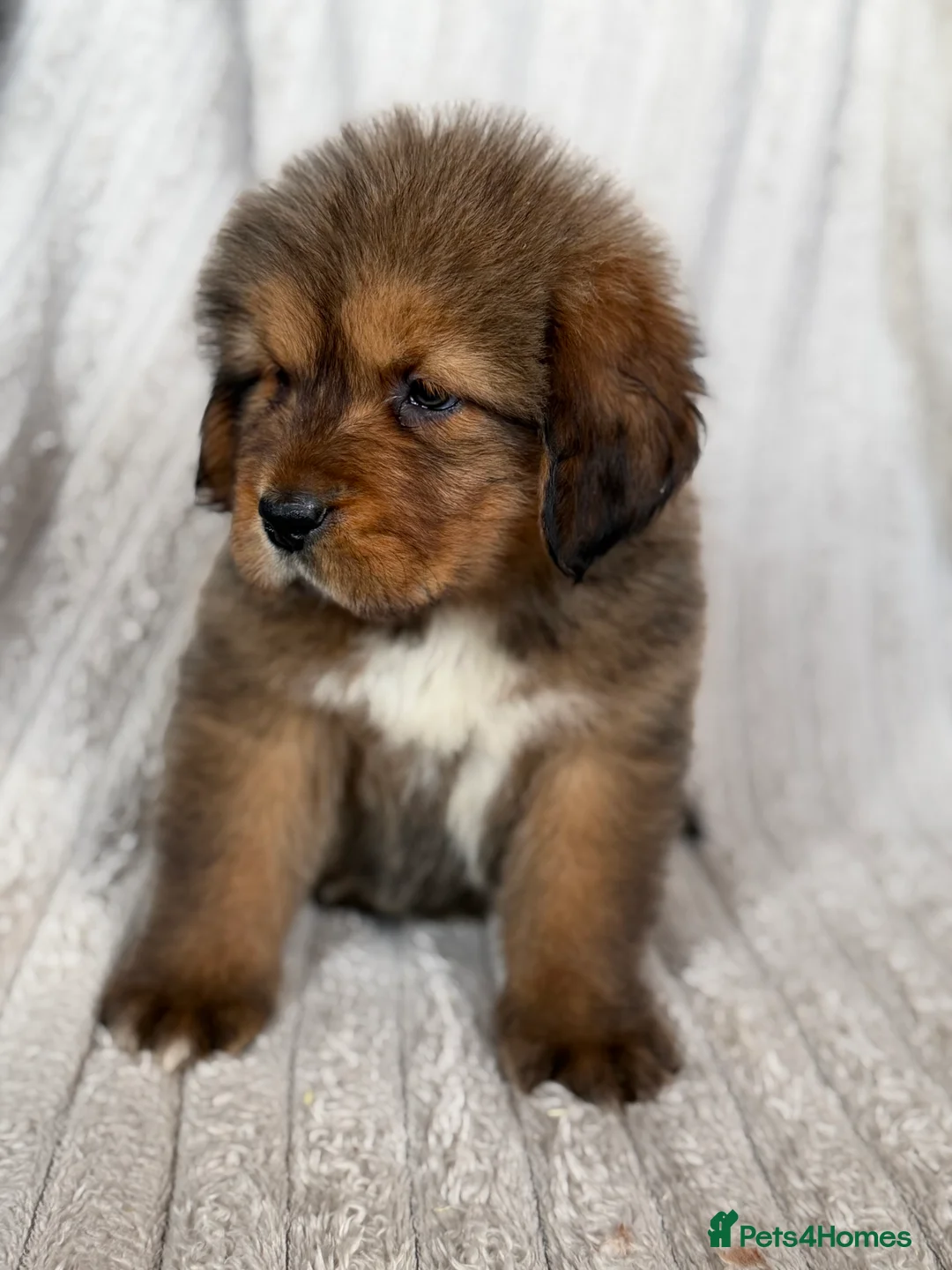 Tibetan Mastiff dogs for sale: Ready now: Outstanding Tibetan Mastiff Puppies - Advert 5