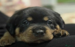 Rottweiler dogs for sale: Beautiful Rottweiler puppies  - Image 11