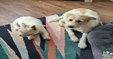 Mixed Breed dogs - Advert 13