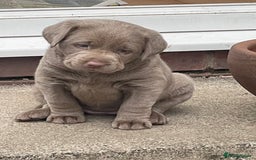 Labrador Retriever dogs for sale: Stunning kc silver Labradors  - Image 2