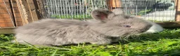Angora rabbits for sale: Teddywidder bunnies - Advert 26