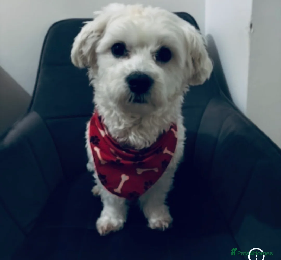 Maltese dogs for stud: Kc proven Maltese stud  - Advert 4